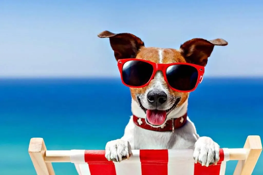 A small dog in red sunglasses on a deckchair, the picture on Scratby Staycation.